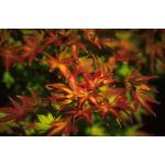 acer_palmatum-sangokaku.jpg